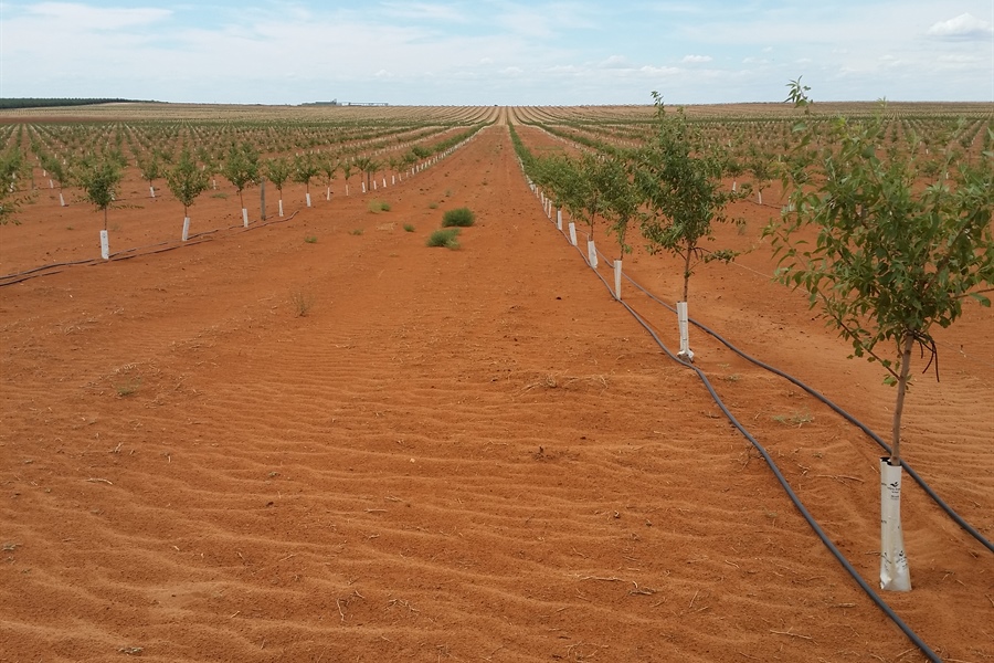 Almond Development in the Riverland